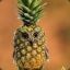 pineowl