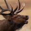 elk