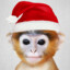 Mono navideño