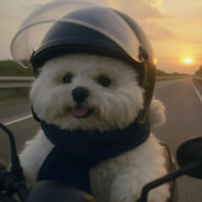 卧似曾好哀庐关