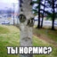 Ты нормис?