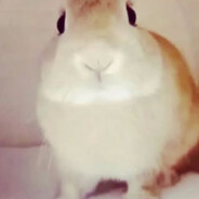 clop bunny