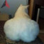 Gato_Poton