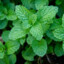 Fresh_Mint