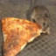 pizza_rat
