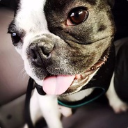 嘟嘟的卡皮巴拉