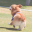 胖十斤