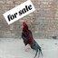 Cock