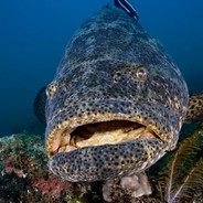 вантажівка