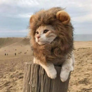 狮子猫猫头