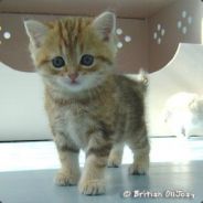 ChaTon #Performed - steam id 76561197963236315