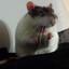 Rat