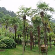 Трахикарпус