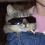 averycoolcat