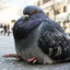 Pigeon