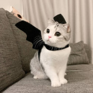 小白爱吃大白兔