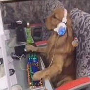 KKdogguy