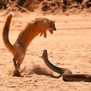 Реакция Мангуста