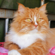 XYH-有能の大丈夫