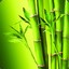 Cul† | Bamboo