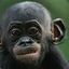 King Bonobo