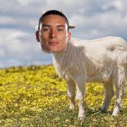 DARWIZZY GOAT