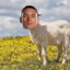 DARWIZZY GOAT