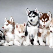 放荡不拘的老麻雀