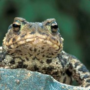 FrogToad