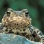 FrogToad