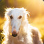 [rus] d o g
