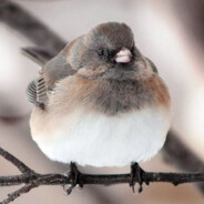 Junco.