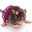 rato