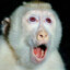 Albino Monkeyz