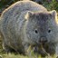 Mortal Wombat