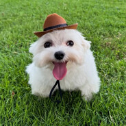 MrPishPosh's Apprentice avatar