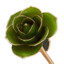 mossygreen