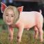 Piggy Azalea