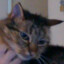 Nightmarecatzz