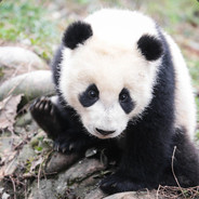 Panda army's Steam avatar