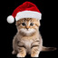 Meowy Meowmas