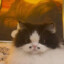 uszi