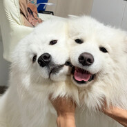 凌晨四点, 海棠花未眠