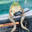 Sexless Marsh-Toad