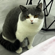 怎么看不见人鸭