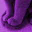 paws