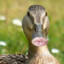 duck ou no eeEAEAEREARGH