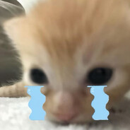 我是小猫