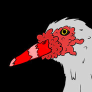 Muscovy duck