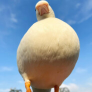 能不能打—不能打退